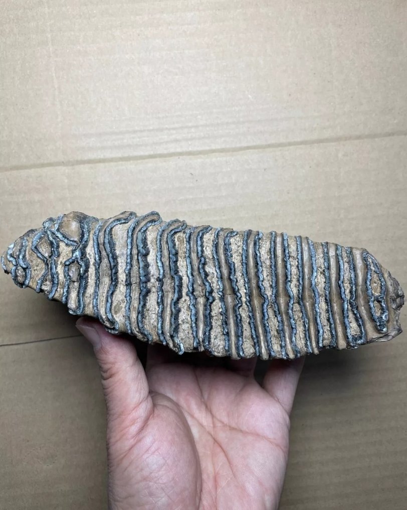 Perfekt exemplar av ullig mammut molar - Fossil tand - 186 mm - 60 mm #2.2