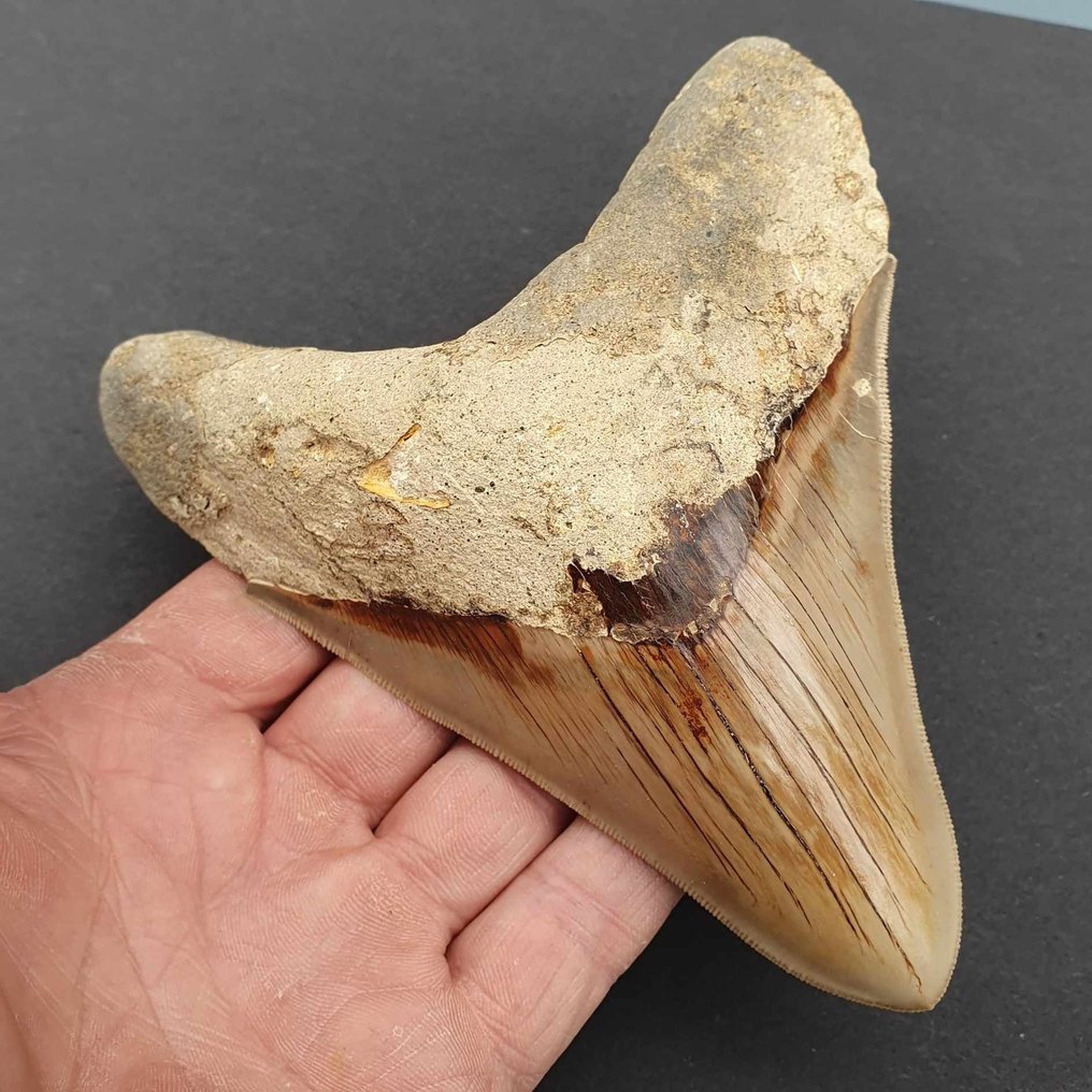 Monster Big Megalodon Shark - Fossil tooth - Carcharocles megalodon - 144 mm - 116 mm  (No Reserve Price) #2.1