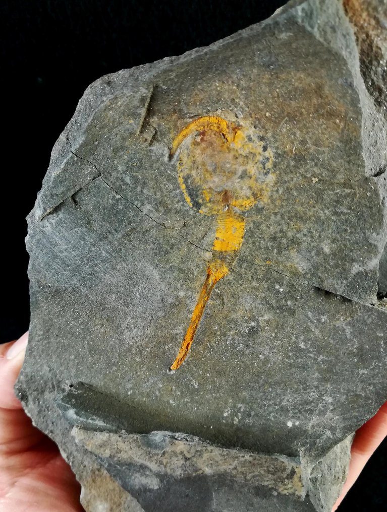 Equinoderma primitivo - soluta - Animal fossilizado - Syringocrinus paradoxicus (Billings, 1859) - 15 cm - 9 cm #1.1