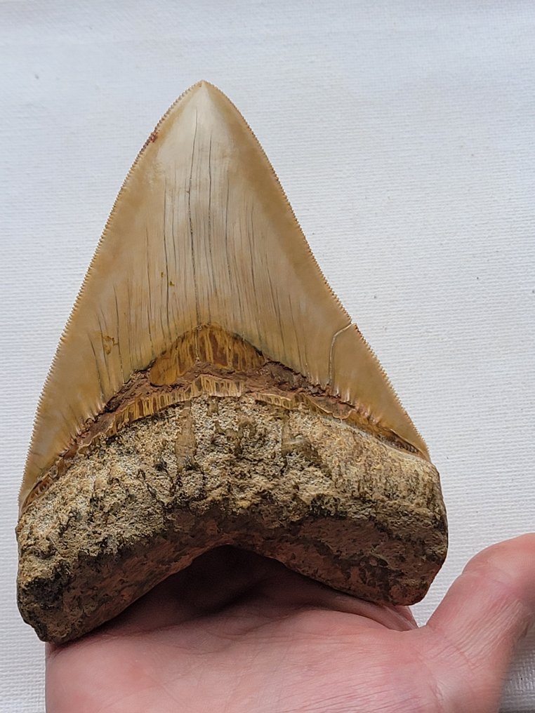 巨牙鯊 - 牙齒化石 - 12.3 cm - 9 cm #1.1
