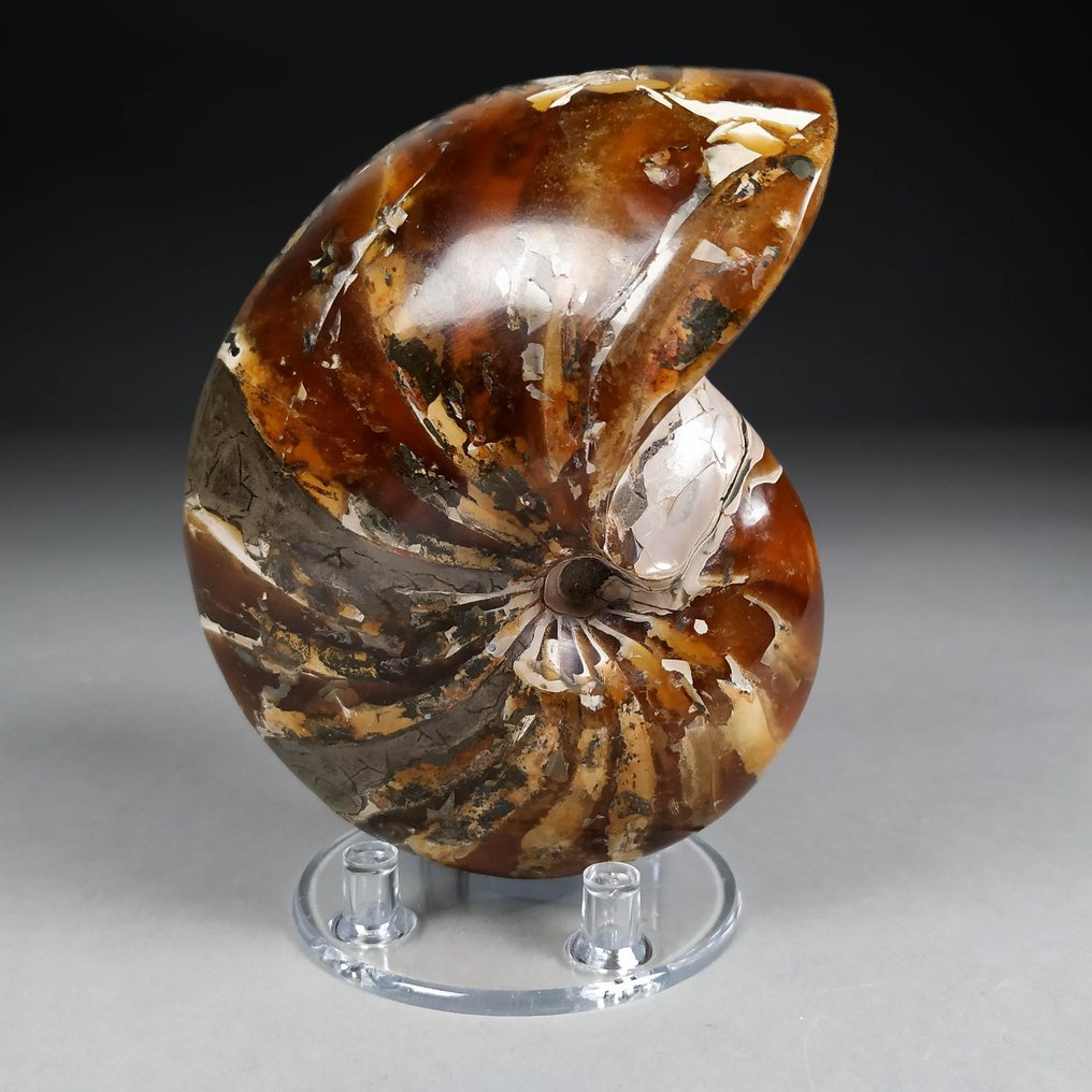 Φανταστικό ναυτιλοειδές απολίθωμα - Απολιθωμένο κέλυφος - Cymatoceras sp. - 12.4 cm - 8.7 cm #1.1