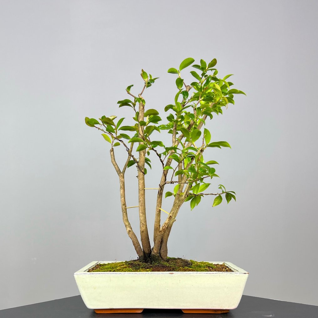 Kamelia Sasanqua - Wysokość (drzewko): 45 cm - Głębokość (drzewko): 35 cm - Portugalia #1.1
