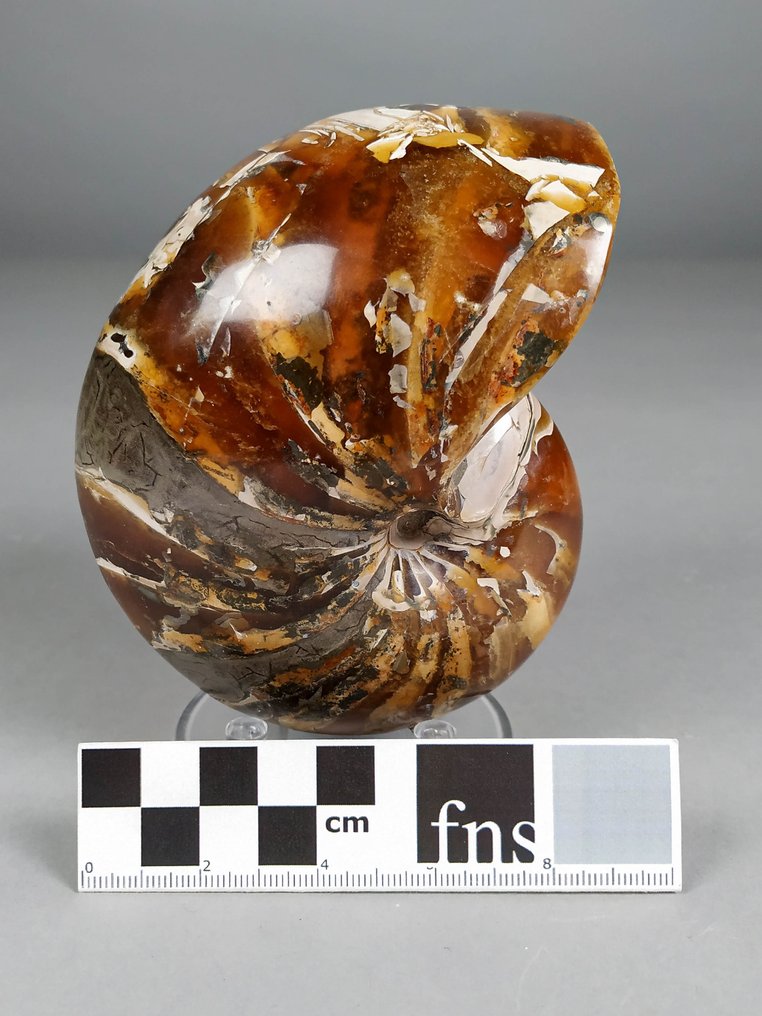 Fosilă fantastică de nautiloid - Cochilie fosilizată - Cymatoceras sp. - 12.4 cm - 8.7 cm #2.1