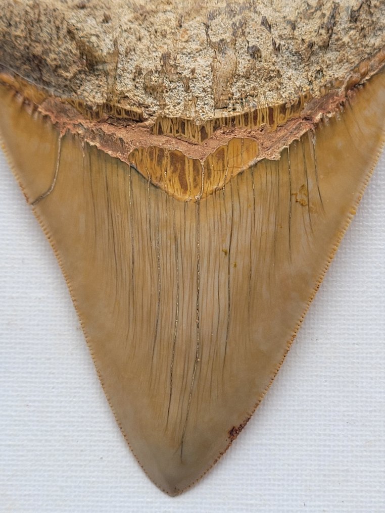 巨牙鯊 - 牙齒化石 - 12.3 cm - 9 cm #2.1