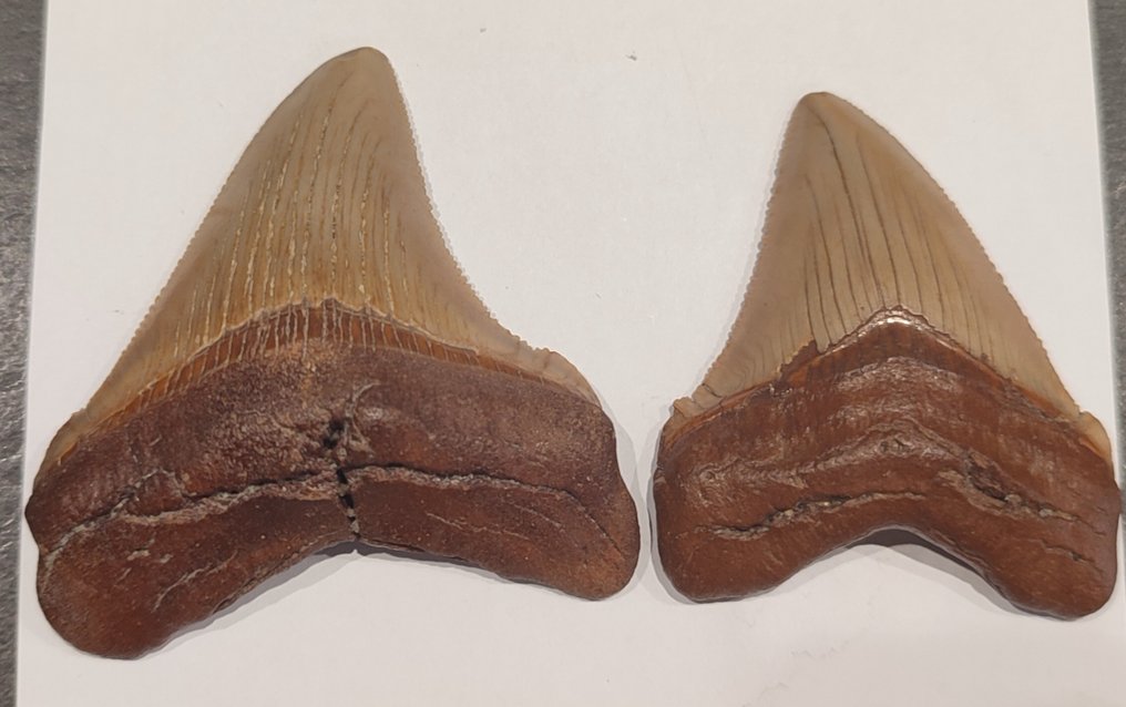 Rechin - Dinte fosilă - Carcharocles chubutensis - 6.3 cm - 5.4 cm #1.1