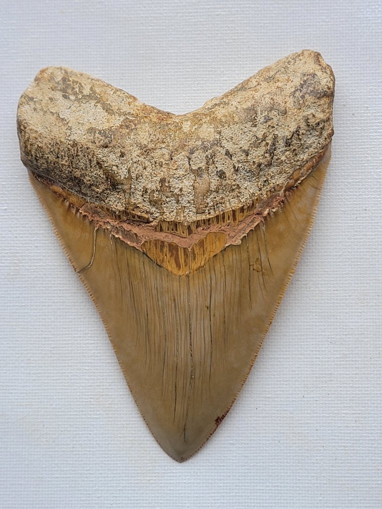 巨牙鯊 - 牙齒化石 - 12.3 cm - 9 cm #1.2