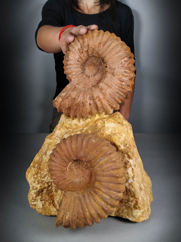Fantasztikus Ammonites blokk - Fosszilis mátrix - Acanthoceras - 40 cm - 26 cm #2.1