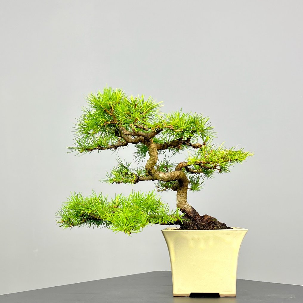 Larch bonsai (Larix) - Height (Tree): 35 cm - Depth (Tree): 30 cm - Japan #1.1