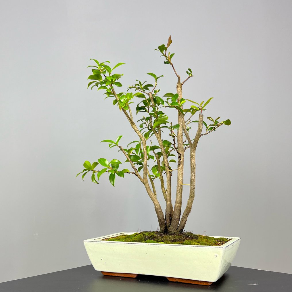 Camellia Sasanqua - Korkeus (puu): 45 cm - Syvyys (puu): 35 cm - Portugali #2.1