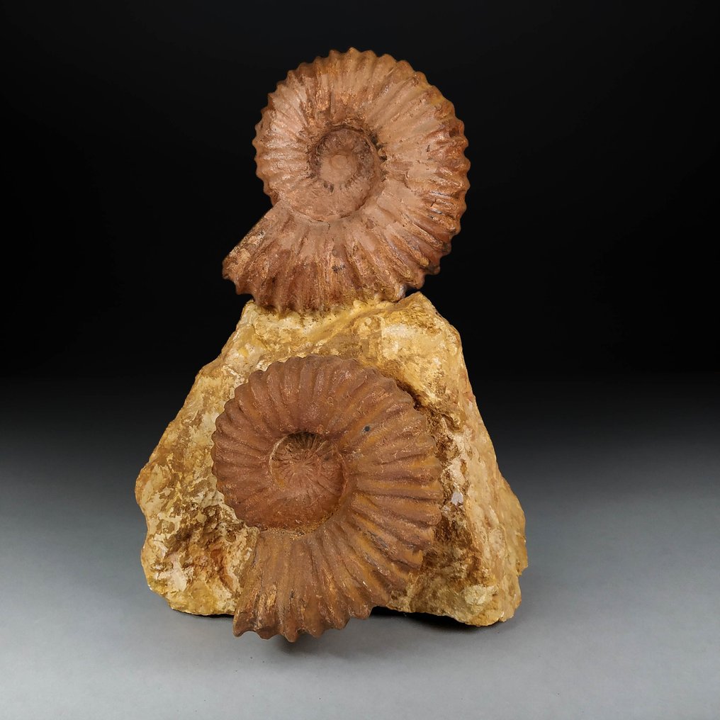 Fantastico blocco Ammoniti - Matrice fossile - Acanthoceras - 40 cm - 26 cm #1.1