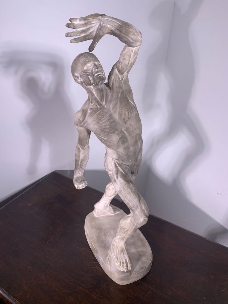 Eugène Jacques Caudron (1818-1865) - Sculptură, Scultura anatomica "uomo scorticato" - 75 cm - Ghips #1.1