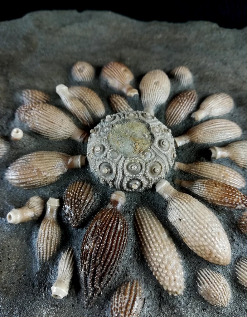 Hatalmas kiváló minőségű fosszilis tengeri sün!!! - Shell rádiókkal - Fosszilizálódott állat - Balanocidaris glandifera (MÜNSTER, 1829) - 34 cm - 17 cm #1.1