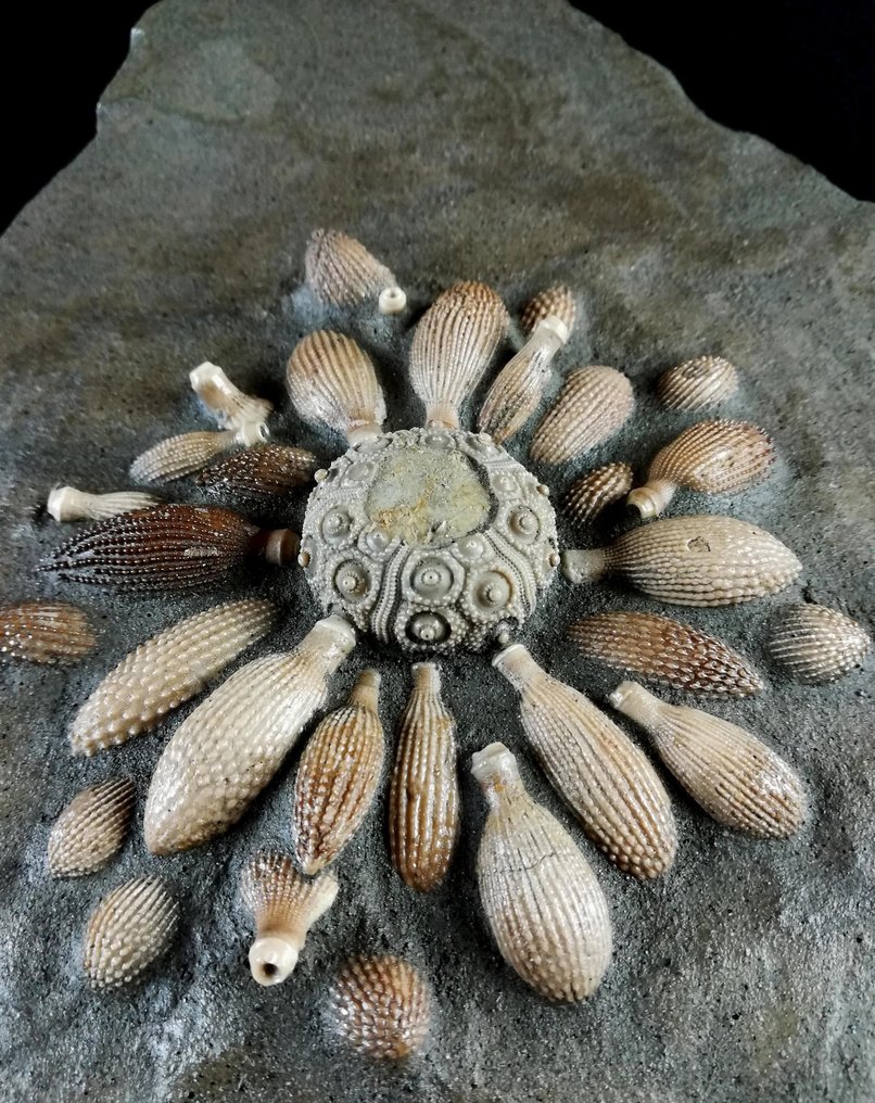 Hatalmas kiváló minőségű fosszilis tengeri sün!!! - Shell rádiókkal - Fosszilizálódott állat - Balanocidaris glandifera (MÜNSTER, 1829) - 34 cm - 17 cm #1.2