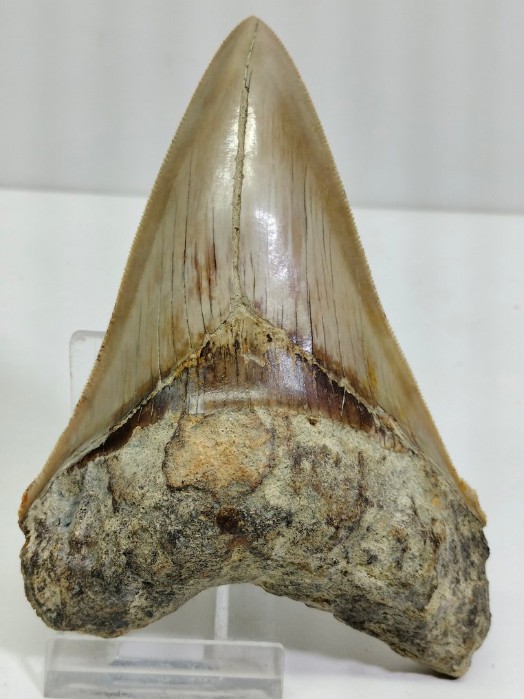天然大牙 - 牙齿化石 - Carcharocles Megalodon - 123 mm - 84 mm #1.2