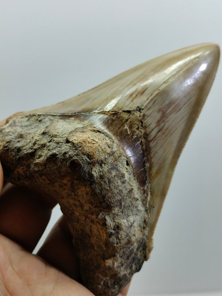 Duży naturalny ząb - Skamieniały ząb - Carcharocles Megalodon - 123 mm - 84 mm #2.1