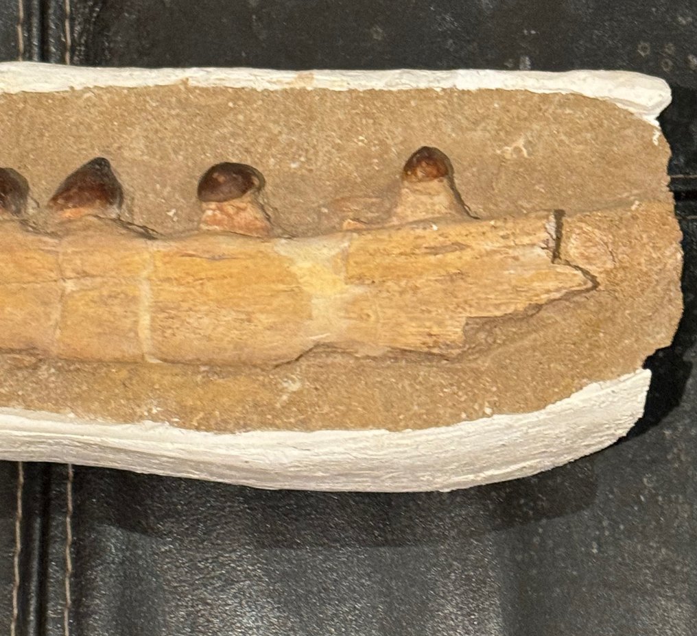 Zeereptiel - Fossiele tand - Globidens - 29 cm #3.1