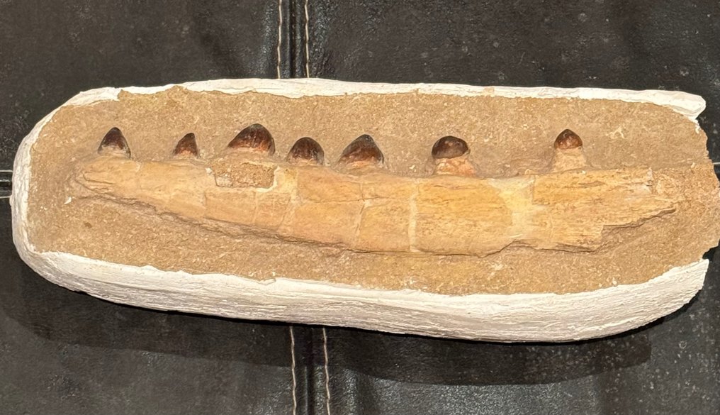 Merellinen matelija - Fossiiliset hampaat - Globidens - 29 cm #2.1