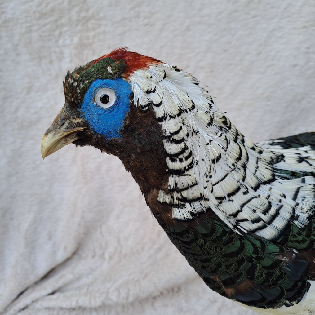Lady Amherst's Pheasant - adult male - Taxidermy full body mount - Chrysolophus amherstiae - - 41 cm - 110 cm - 17 cm - Non-CITES species - 1 #2.1