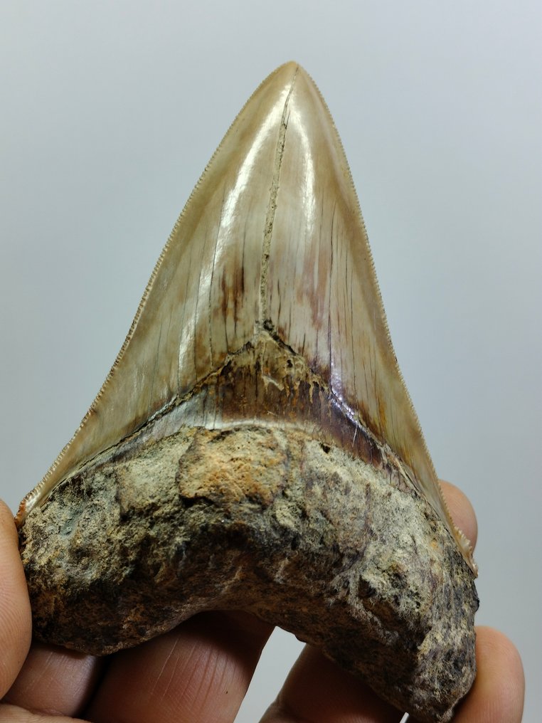 天然大牙 - 牙齿化石 - Carcharocles Megalodon - 123 mm - 84 mm #1.1