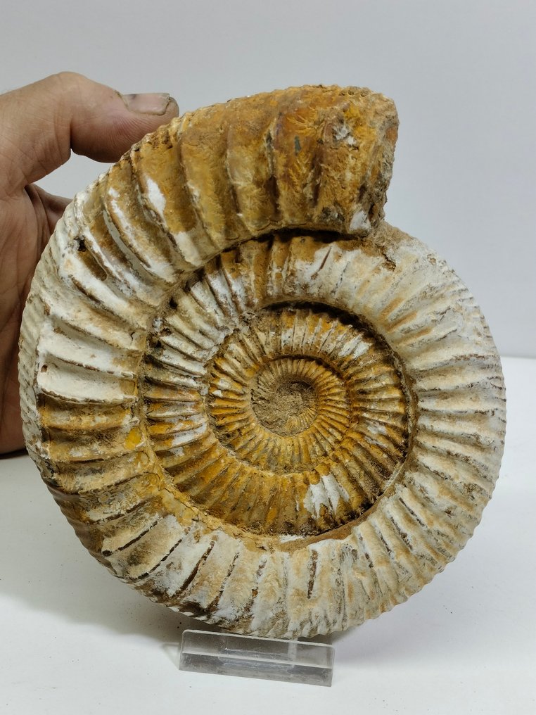 斑彩螺 - 动物化石 - Dichotomosphinctes antecedens - 149 mm - 130 mm #2.1