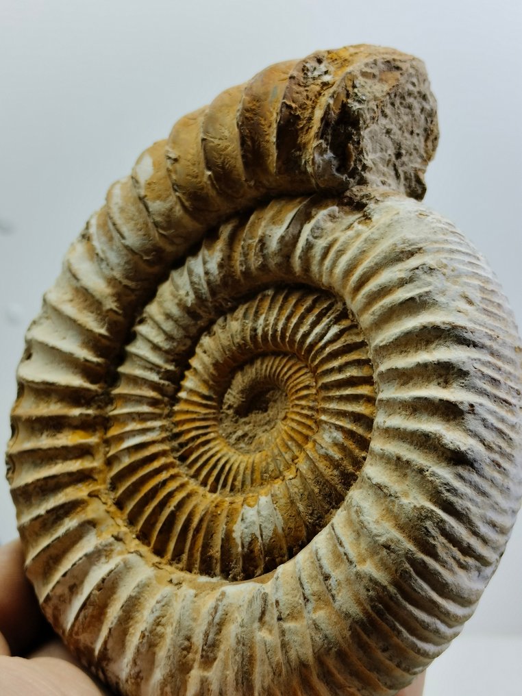 斑彩螺 - 动物化石 - Dichotomosphinctes antecedens - 149 mm - 130 mm #1.1