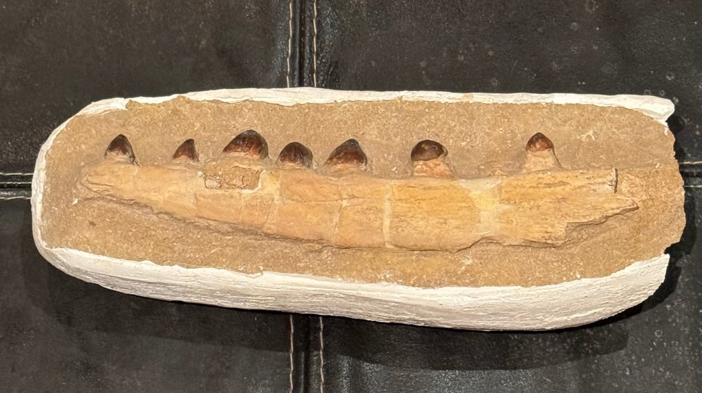 Reptil marino - Diente fósil - Globidens - 29 cm #1.1