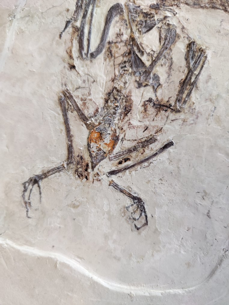 Colección del museo: preciosos fósiles de aves - Animal fosilizado - Confuciusornis - 15 cm #2.1