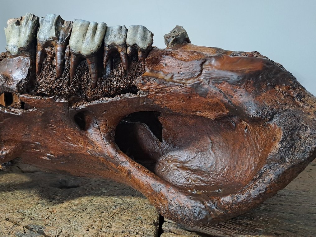 Woolly Rhinoceros - Fossil skull - 88 cm - 40 cm #2.2