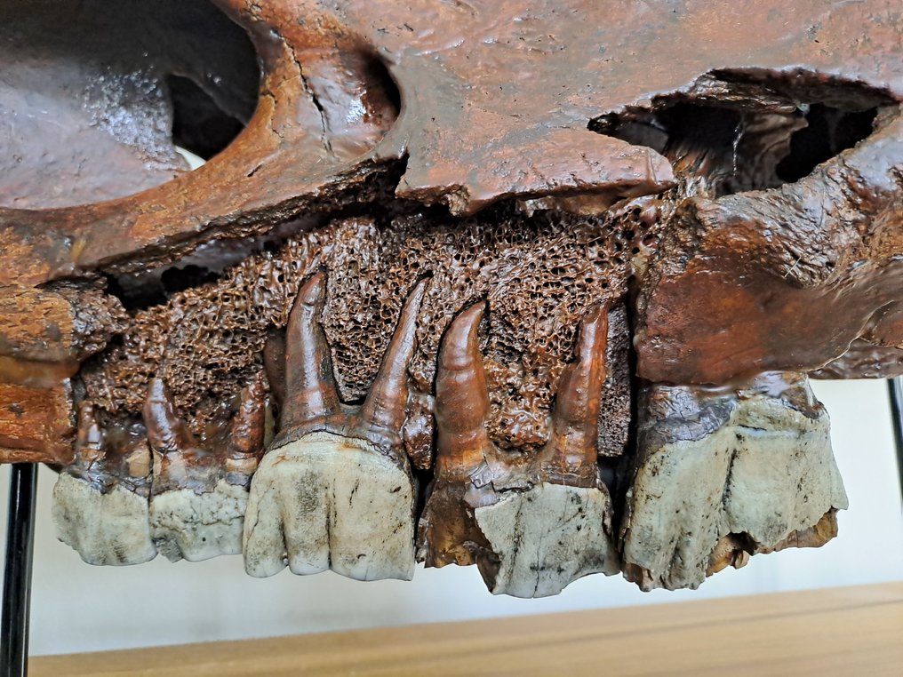 Woolly Rhinoceros - Fossil skull - 88 cm - 40 cm #2.1