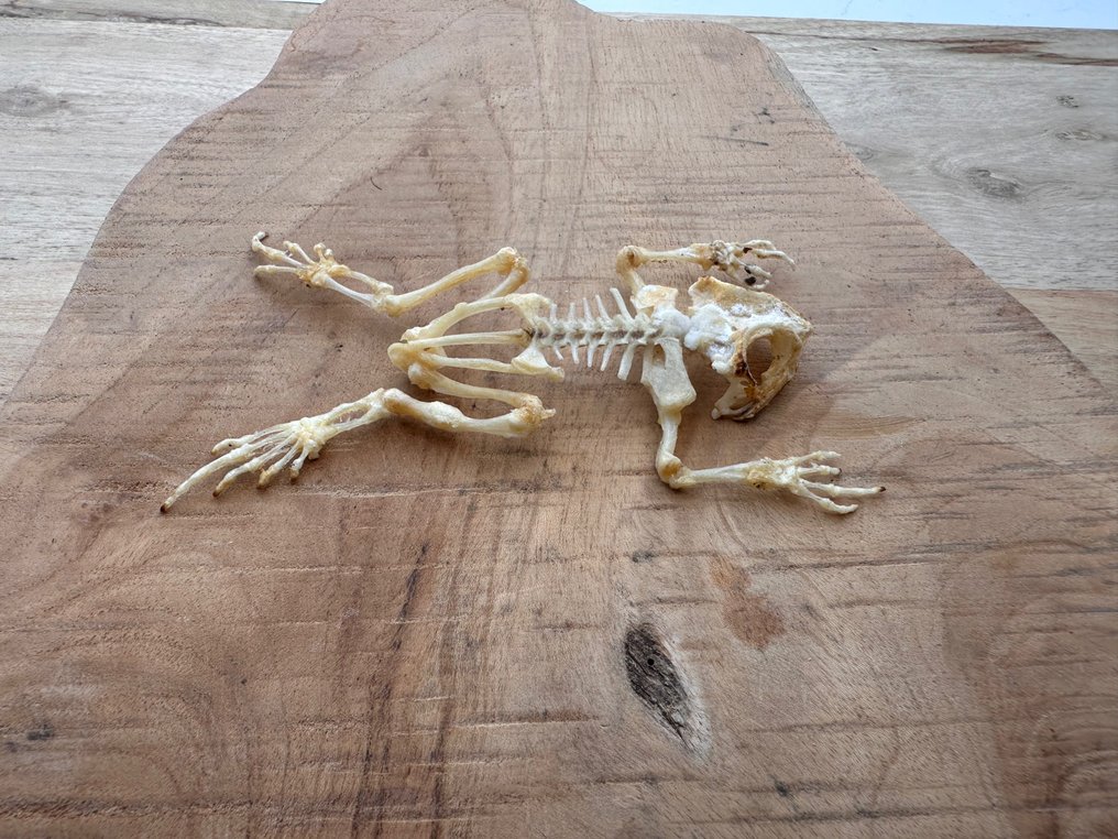 Asiatisk almindelig frø Taksidermi fuld kropsmontering - Duttaphrynus melanostictus - 11 cm - 7 cm - 1 cm - Ikke-CITES arter #3.2