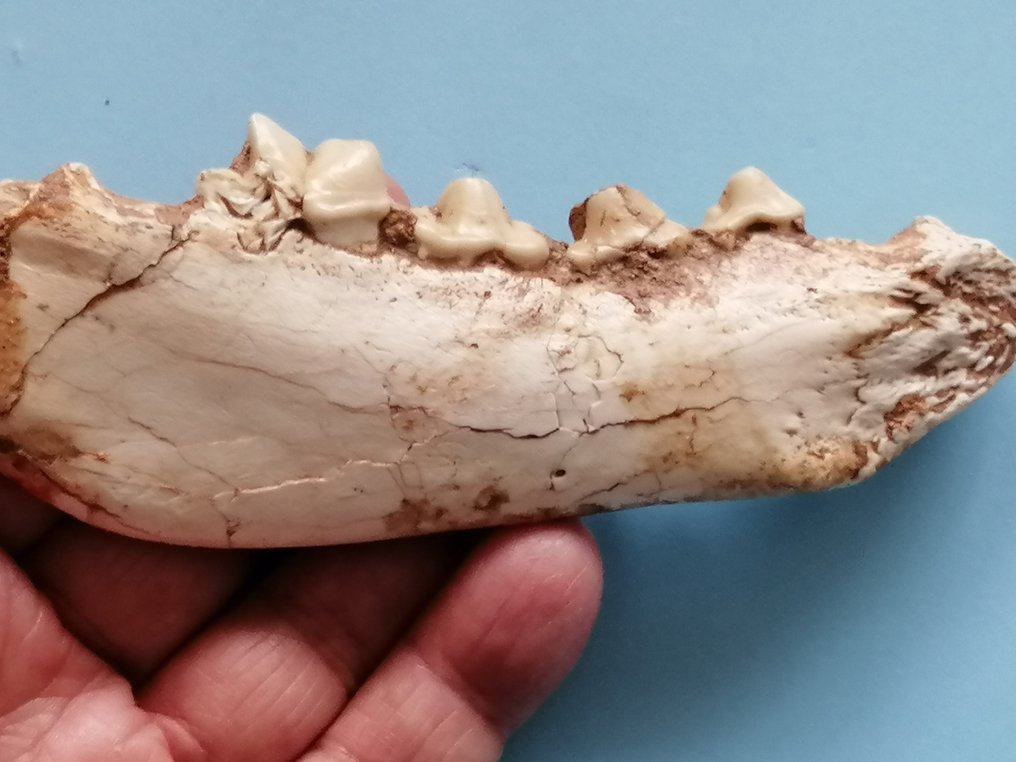 Hyene hemimandible, Ictitherium sp., fra sent miocen - Fossilt fragment - 5 cm - 13.6 cm #2.1