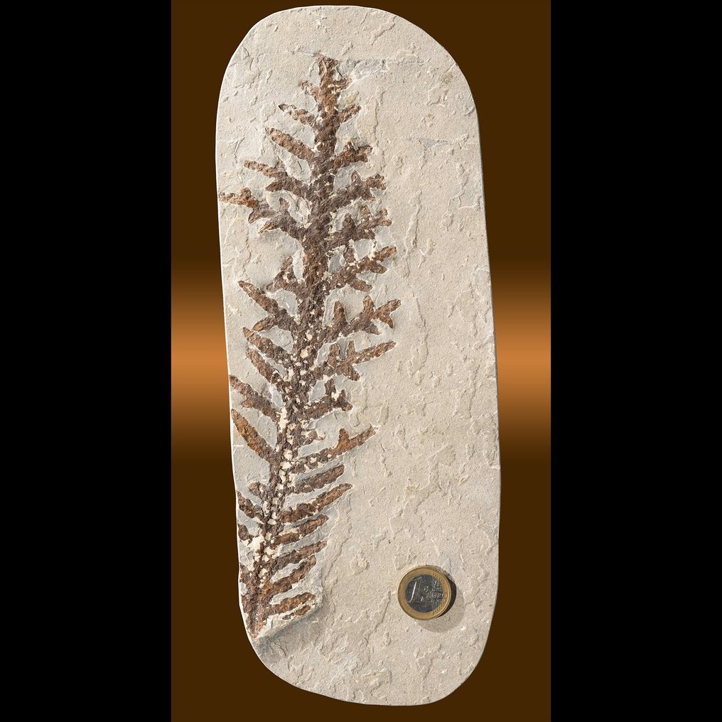 onberispelijke naaldboomtak uit de tijd van de dinosaurussen - Gefossiliseerde plant - Brachyphyllum - 30 cm - 11.6 cm #1.1