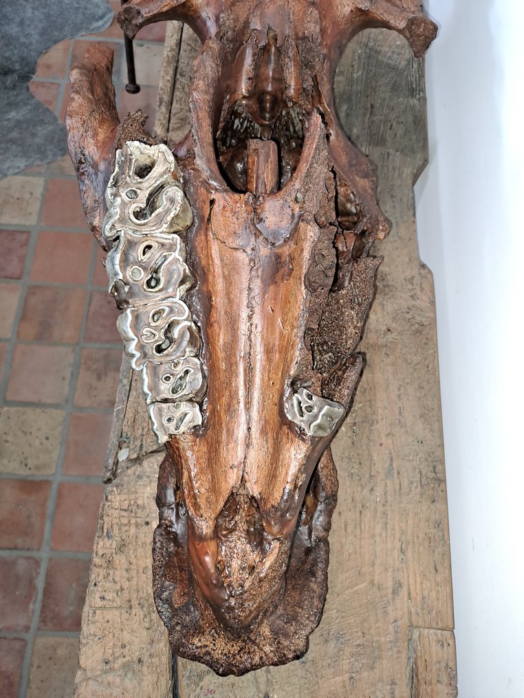 Woolly Rhinoceros - Fossil skull - 88 cm - 40 cm #3.2