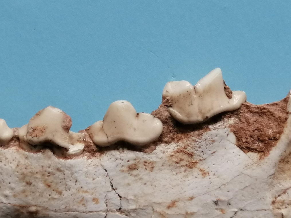 Hyène hémimandible, Ictitherium sp., de la fin du Miocène - Fragment fossilisé - 5 cm - 13.6 cm #3.2