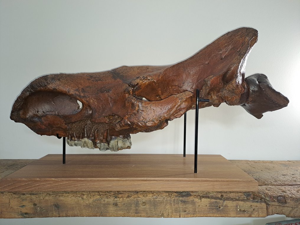Woolly Rhinoceros - Fossil skull - 88 cm - 40 cm #1.1