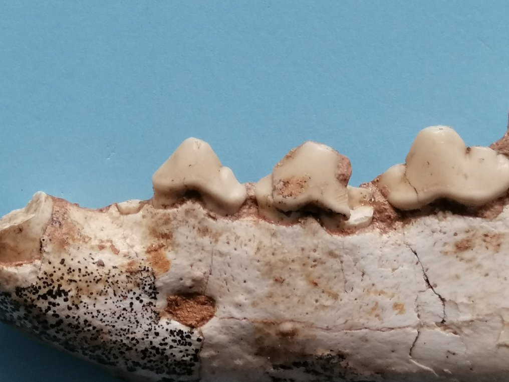 Hyæne hemimandible, Ictitherium sp., fra sen miocæn - Fossilt fragment - 5 cm - 13.6 cm #3.1