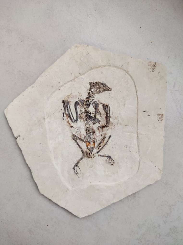 Συλλογή Μουσείου-Πολύτιμα απολιθώματα πουλιών - Απολιθωμένο ζώο - Confuciusornis - 15 cm #1.1