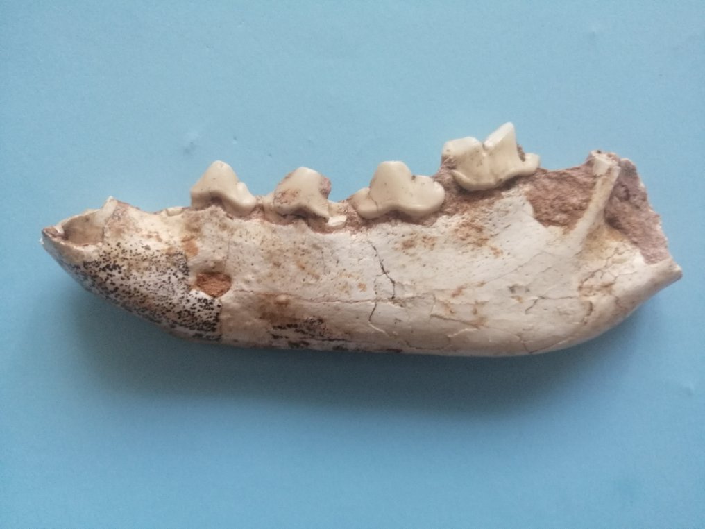 Hyena hemimandible, Ictitherium sp., uit het late Mioceen - Fossiel fragment - 5 cm - 13.6 cm #1.1