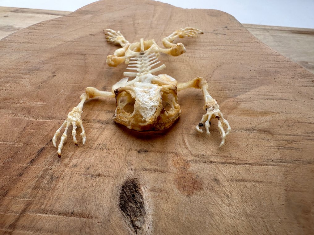 Asiatisk almindelig frø Taksidermi fuld kropsmontering - Duttaphrynus melanostictus - 11 cm - 7 cm - 1 cm - Ikke-CITES arter #1.0