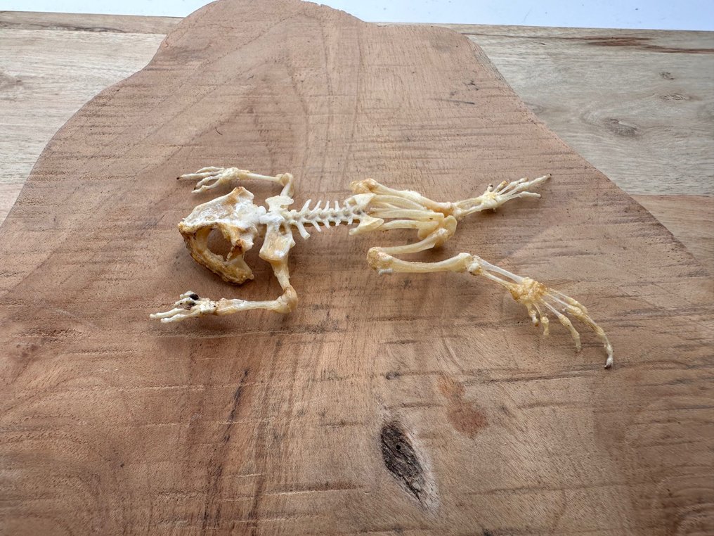 Asiatisk almindelig frø Taksidermi fuld kropsmontering - Duttaphrynus melanostictus - 11 cm - 7 cm - 1 cm - Ikke-CITES arter #4.3