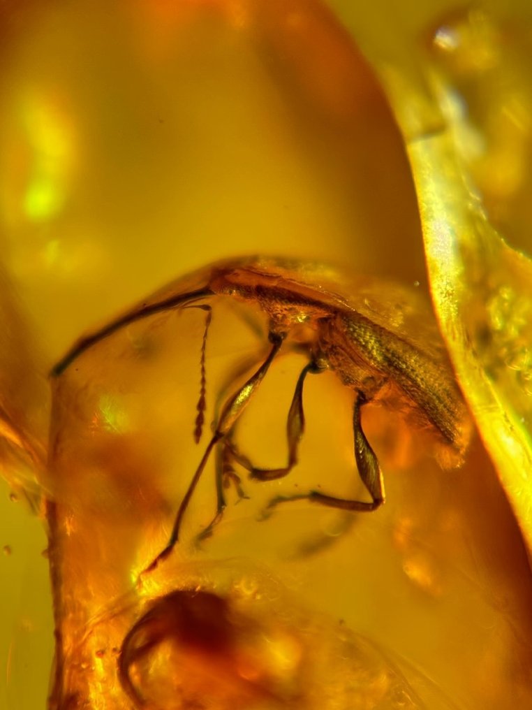 Insektsexemplar - Bärnsten - Beetle - Coleoptera - 22 mm - 13 mm #1.2