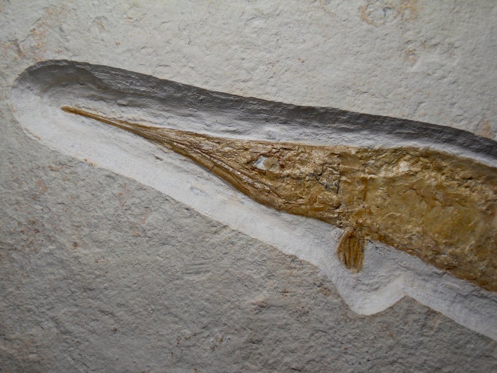 Schnabelfisch - Fossil-Matrix - Belonostomus, Solnhofener Plattenkalk, Oberer Jura - 22 cm - 45 cm #2.1