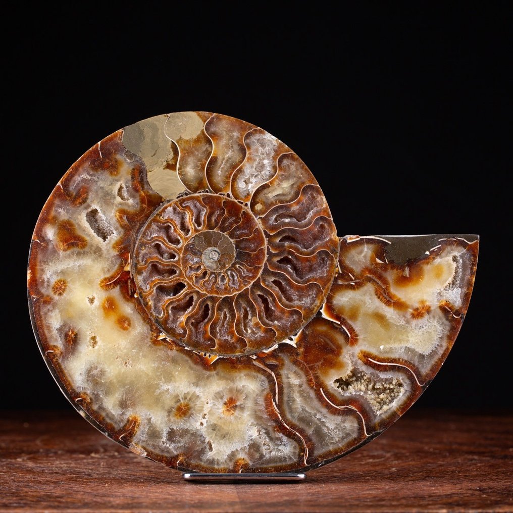 Τμηματοποιημένος αμμονίτης υψηλής ποιότητας - Ορατά κύτταρα. - Απολιθωμένο ζώο - Ammonite Cleoniceras - 210 mm - 180 mm #1.0