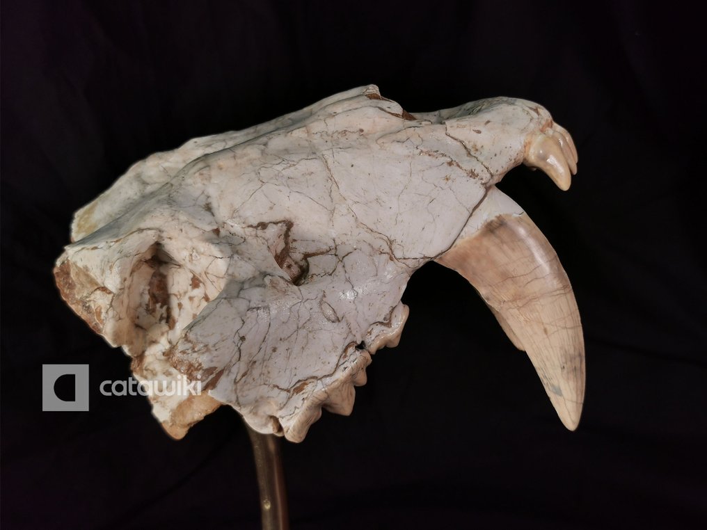 Fosilă de pisică cu dinți de sabie de culoare maro rară - Craniu fosilă #3.1