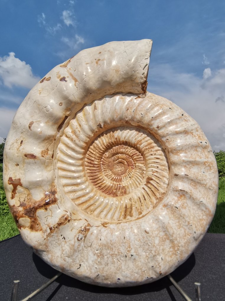 Ammonit - Fossilt rygskjold - Kranaosphinctes sp. - 37 cm - 32 cm #2.1