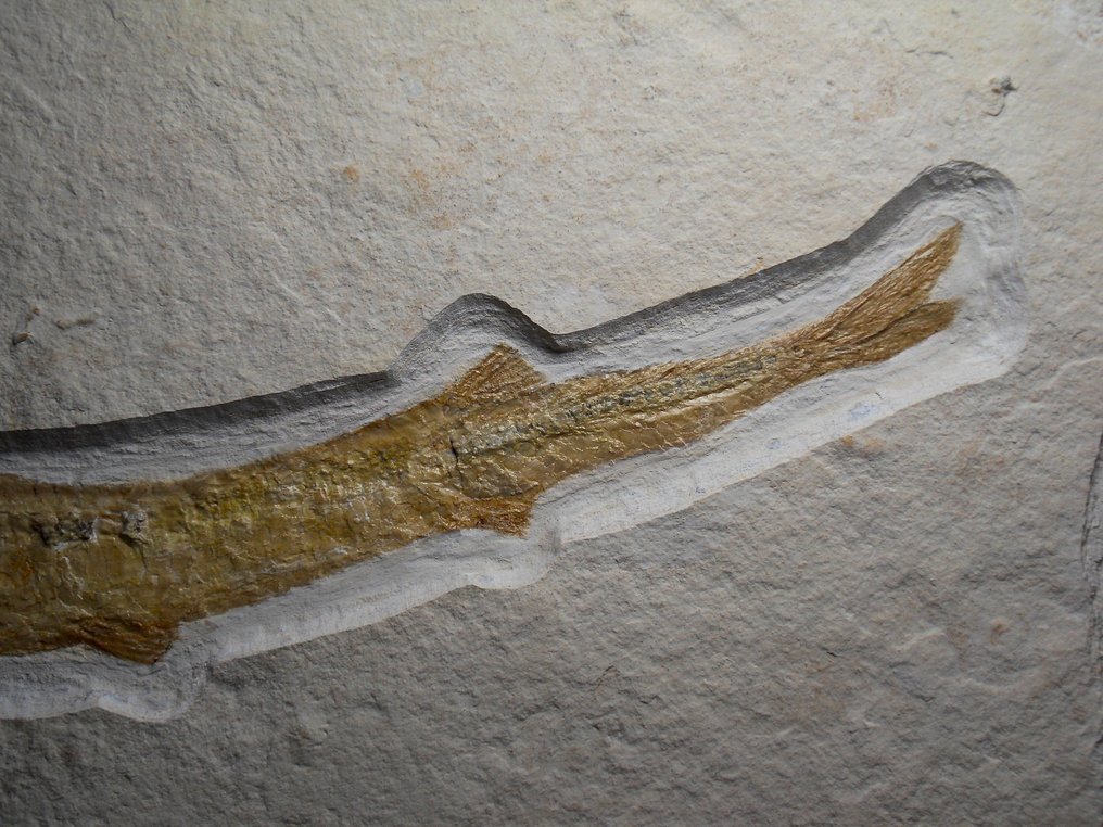 Cioc de pește - Matrice fosilă - Belonostomus, Solnhofener Plattenkalk, Oberer Jura - 22 cm - 45 cm #3.1