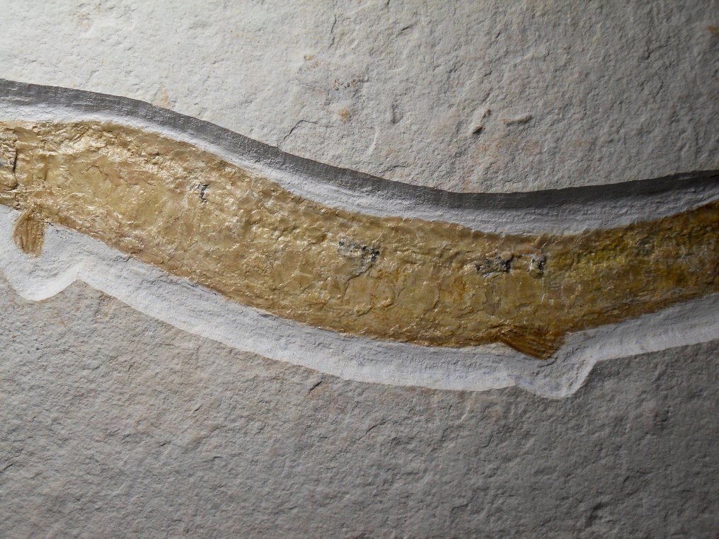 Schnabelfisch - Fossil-Matrix - Belonostomus, Solnhofener Plattenkalk, Oberer Jura - 22 cm - 45 cm #2.2