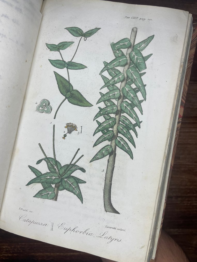 A. Alberti - Flora medica - 1817 #2.1