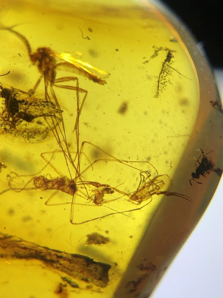 Insect specimens - Amber - Pseudoscorpionida and crickets - 19.7 mm - 15.5 mm #2.1