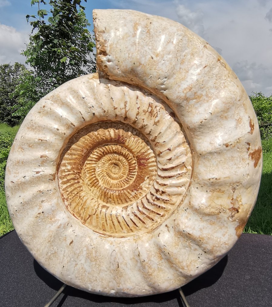 Ammoniitti - Fossiilinen selkäkilpi - Kranaosphinctes sp. - 37 cm - 32 cm #1.1